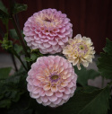 Pompondahlia 'Bolt', ca. 7-10 cm store, tætte, fuldstændig kuglerunde blomster i nuancer af cremegul, flødefarvet og pudderrosa.