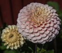 Pompondahlia 'Bolt', ca. 7-10 cm store, tætte, fuldstændig kuglerunde blomster i nuancer af cremegul, flødefarvet og pudderrosa.