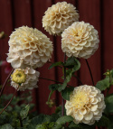 Pompondahlia 'Bolt', ca. 7-10 cm store, tætte, fuldstændig kuglerunde blomster i nuancer af cremegul, flødefarvet og pudderrosa.