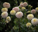 Pompondahlia 'Bolt', ca. 7-10 cm store, tætte, fuldstændig kuglerunde blomster i nuancer af cremegul, flødefarvet og pudderrosa.
