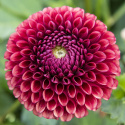 Pompondahlia ''''Copperboy'''' 1 stk.
