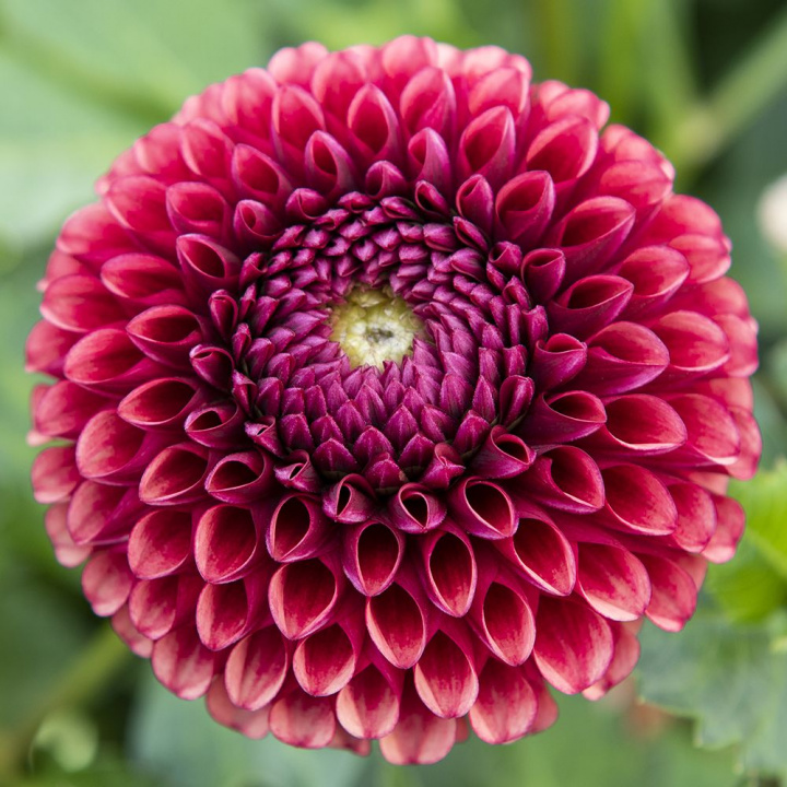 Pompondahlia ''''Copperboy'''' 1 stk.