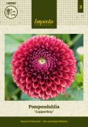 Pompondahlia ''''Copperboy'''' 1 stk.