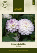 Dekorativ dahlia ''Eveline'' 1 stk.