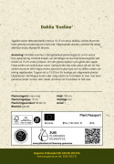 Dekorativ dahlia ''Eveline'' 1 stk.