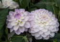Dekorativ dahlia ''Eveline'' 1 stk.