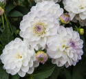 Dekorativ dahlia ''Eveline'' 1 stk.