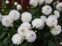 Dekorativ dahlia ''Eveline'' 1 stk.