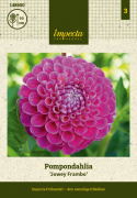 Pompondahlia ''''Jowey Frambo'''' 1 stk.
