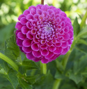 Pompondahlia ''''Jowey Frambo'''' 1 stk.
