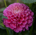 Pompondahlia ''''Jowey Frambo'''' 1 stk.