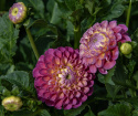 Pompondahlia ''''Jowey Frambo'''' 1 stk.