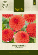 Pompondahlia  'Safe Shot', ca. 8-10 cm store, tætte, perfekt kuglerunde blomster i vibrerende orange til koralrosa.