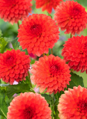 Pompondahlia  'Safe Shot', ca. 8-10 cm store, tætte, perfekt kuglerunde blomster i vibrerende orange til koralrosa.