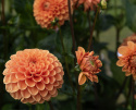 Pompondahlia 'Sylvia', Rigtblomstrende på høje, kraftige stilke, udmærket til bed eller en stor krukke. Holdbar som snitblomst.