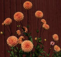 Pompondahlia 'Sylvia', Rigtblomstrende på høje, kraftige stilke, udmærket til bed eller en stor krukke. Holdbar som snitblomst.