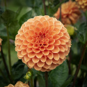 Pompondahlia 'Sylvia', Rigtblomstrende på høje, kraftige stilke, udmærket til bed eller en stor krukke. Holdbar som snitblomst.