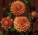 Pompondahlia 'Sylvia', Rigtblomstrende på høje, kraftige stilke, udmærket til bed eller en stor krukke. Holdbar som snitblomst.