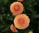 Pompondahlia 'Sylvia', Rigtblomstrende på høje, kraftige stilke, udmærket til bed eller en stor krukke. Holdbar som snitblomst.