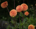 Pompondahlia 'Sylvia', Rigtblomstrende på høje, kraftige stilke, udmærket til bed eller en stor krukke. Holdbar som snitblomst.