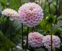Pompondahlia 'Wizard of Oz', pompondahlia med ca. 8-10 cm store, tætte, perfekt kuglerunde, lyserøde til pastelrosa blomster.