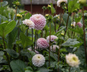 Pompondahlia 'Wizard of Oz', pompondahlia med ca. 8-10 cm store, tætte, perfekt kuglerunde, lyserøde til pastelrosa blomster.