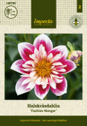 Halskrave-dahlia ''Fashion Monger'' 1 stk.