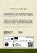 Halskrave-dahlia ''Fashion Monger'' 1 stk.