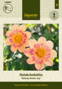 Halskrave-dahlia ''Kelsey Annie Joy'' 1 stk.