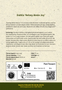 Halskrave-dahlia ''Kelsey Annie Joy'' 1 stk.