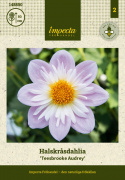 Halskrave-dahlia ''Teesbrooke Audrey'' 1 stk.