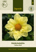 Halskrave-dahlia 'Yellow Bird' 1 stk.