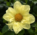 Halskrave-dahlia ''Yellow Bird'' 1 stk.