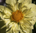 Halskrave-dahlia ''Yellow Bird'' 1 stk.