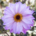Pæondahlia ''''Bishop of Leicester'''' 1 stk.