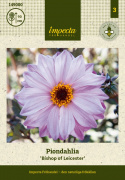 Pæondahlia ''''Bishop of Leicester'''' 1 stk.