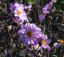 Pæondahlia ''''Bishop of Leicester'''' 1 stk.