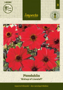 Pæondahlia ''''Bishop of Llandaff'''' 1 stk.