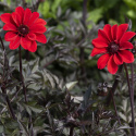 Pæondahlia ''''Bishop of Llandaff'''' 1 stk.
