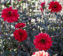 Pæondahlia ''''Bishop of Llandaff'''' 1 stk.
