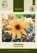 Pæondahlia ''''Bishop of York'''' 1 stk.