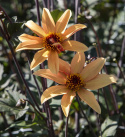 Pæondahlia ''''Bishop of York'''' 1 stk.