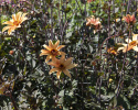 Pæondahlia ''''Bishop of York'''' 1 stk.