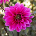 Pæondahlia ''''Fascination'''' 1 stk.