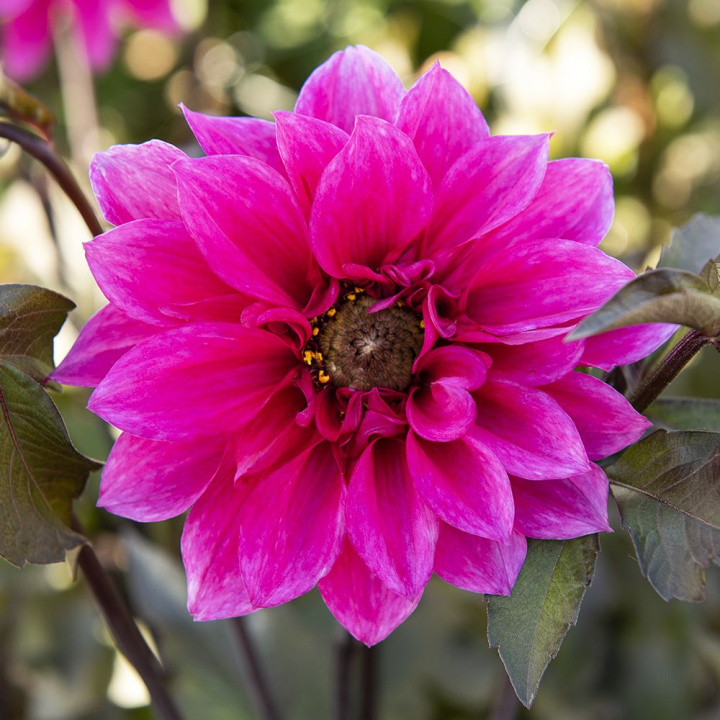 Pæondahlia ''''Fascination'''' 1 stk.