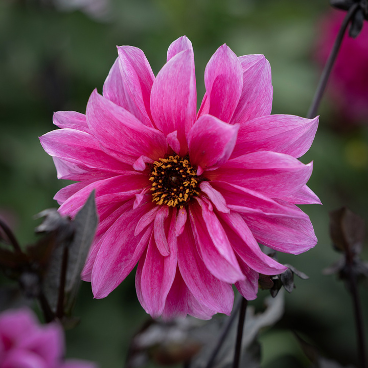 Pæondahlia ''''Fascination'''' 1 stk.
