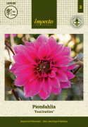 Pæondahlia ''''Fascination'''' 1 stk.