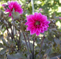 Pæondahlia ''''Fascination'''' 1 stk.
