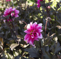Pæondahlia ''''Fascination'''' 1 stk.