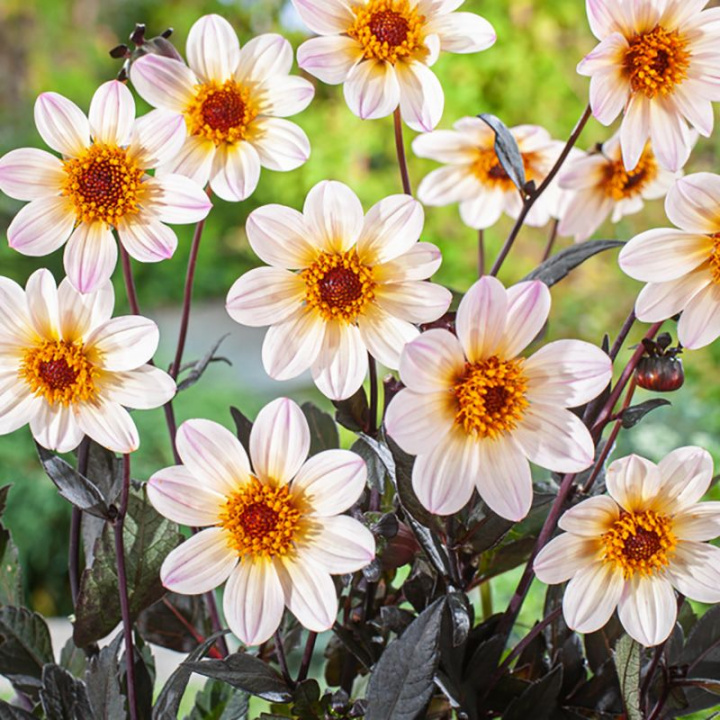 Enkel havedahlia ''Happy Days Cream White'' 1 stk.